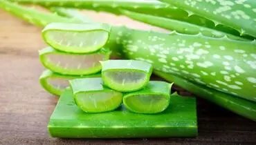 روش صحیح نگهداری آلوئه ورا در یخچال