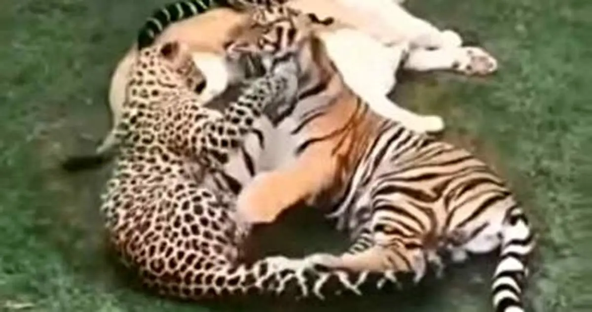 همزیستی جالب ببر و جگوار و پلنگ و شیر+ فیلم