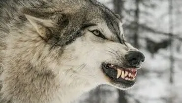 «گرگاس»؛ گونه چالش برانگیز حاصل جفتگیری سگ و گرگ+ عکس