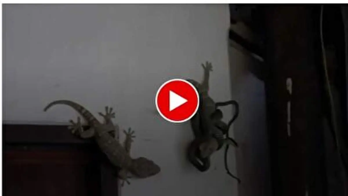 ویدئوی دیده نشده از حمله نفسگیر یک مارمولک به مار+ فیلم