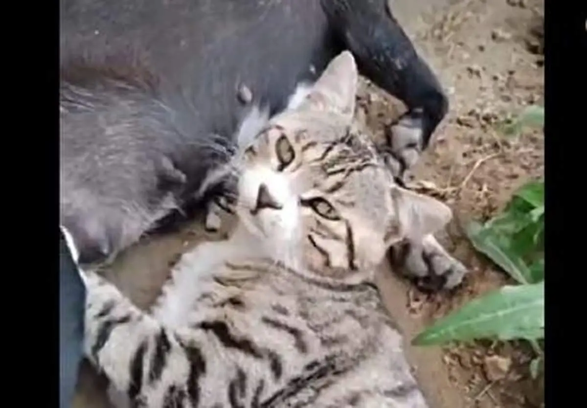 یک گربه در حال خوردن شیر سگ! +فیلم