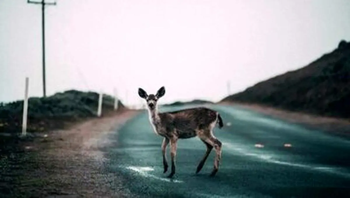 جهان؛ یکسال پس از ناپدید شدن انسانها