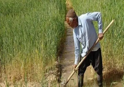 برداشت نخستین خوشه های طلایی گندم/ گزارش تصویری