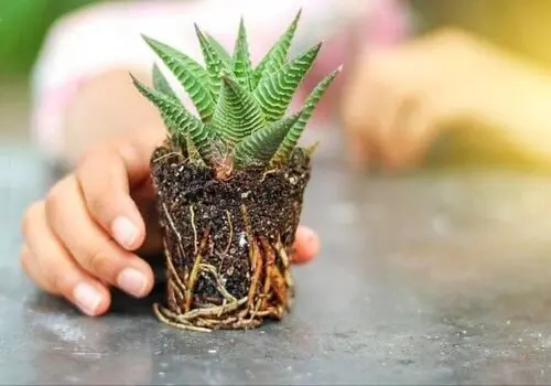 چرا کاکتوس‌ نرم می‌شود؟ 