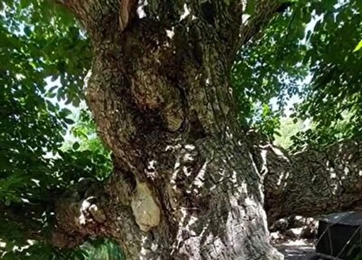 درخت گردوی۱۰۰۰ ساله در ایران که واقعا تماشایی است + فیلم
