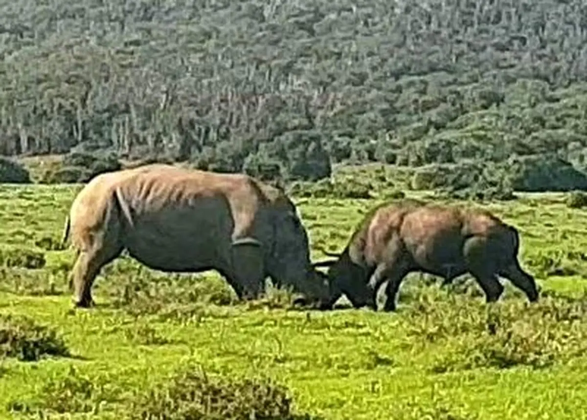 صحنه‌ای نادر از نبرد تن به تن بوفالو با کرگدن غول پیکر +فیلم