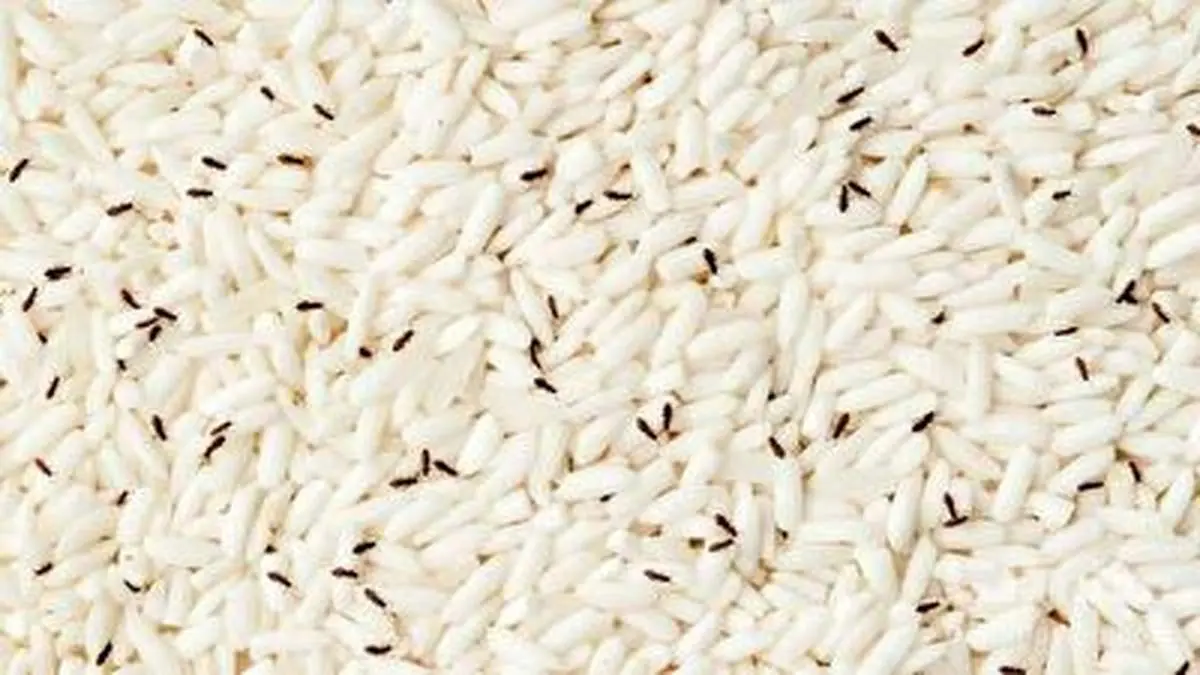 با این ترفند دیگه برنجتون حشره نمیذاره+ فیلم