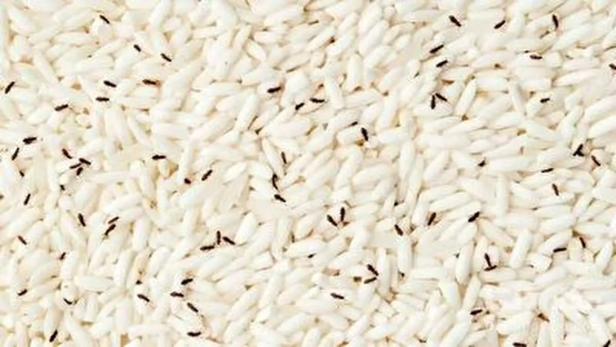 با این ترفند دیگه برنجتون حشره نمیذاره+ فیلم