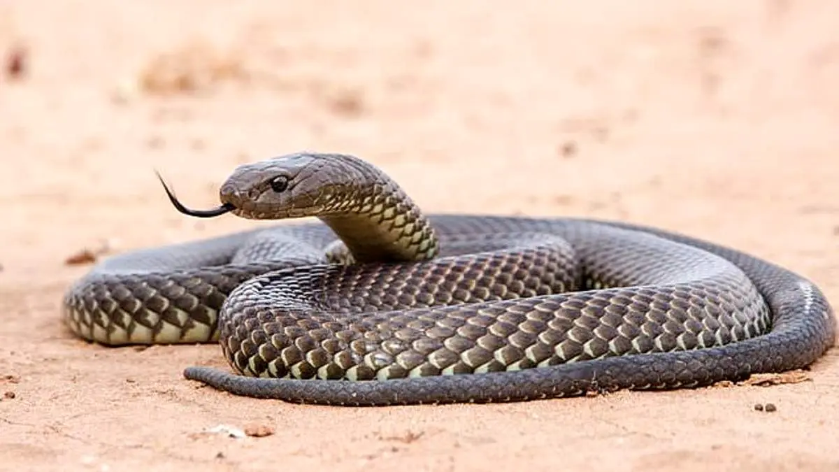 حرکت عجیب این مار «زامبی نما» در مواجهه با تهدید!+ عکس