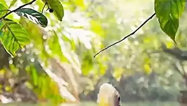 پرش باورنکردنی این ماهی برای برداشتن غذا از روی شاخه میخکوب تان می کند+ فیلم