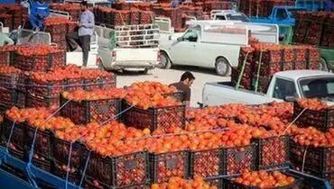 داستان جنجالی ویروسی شدن گوجه فرنگی ها