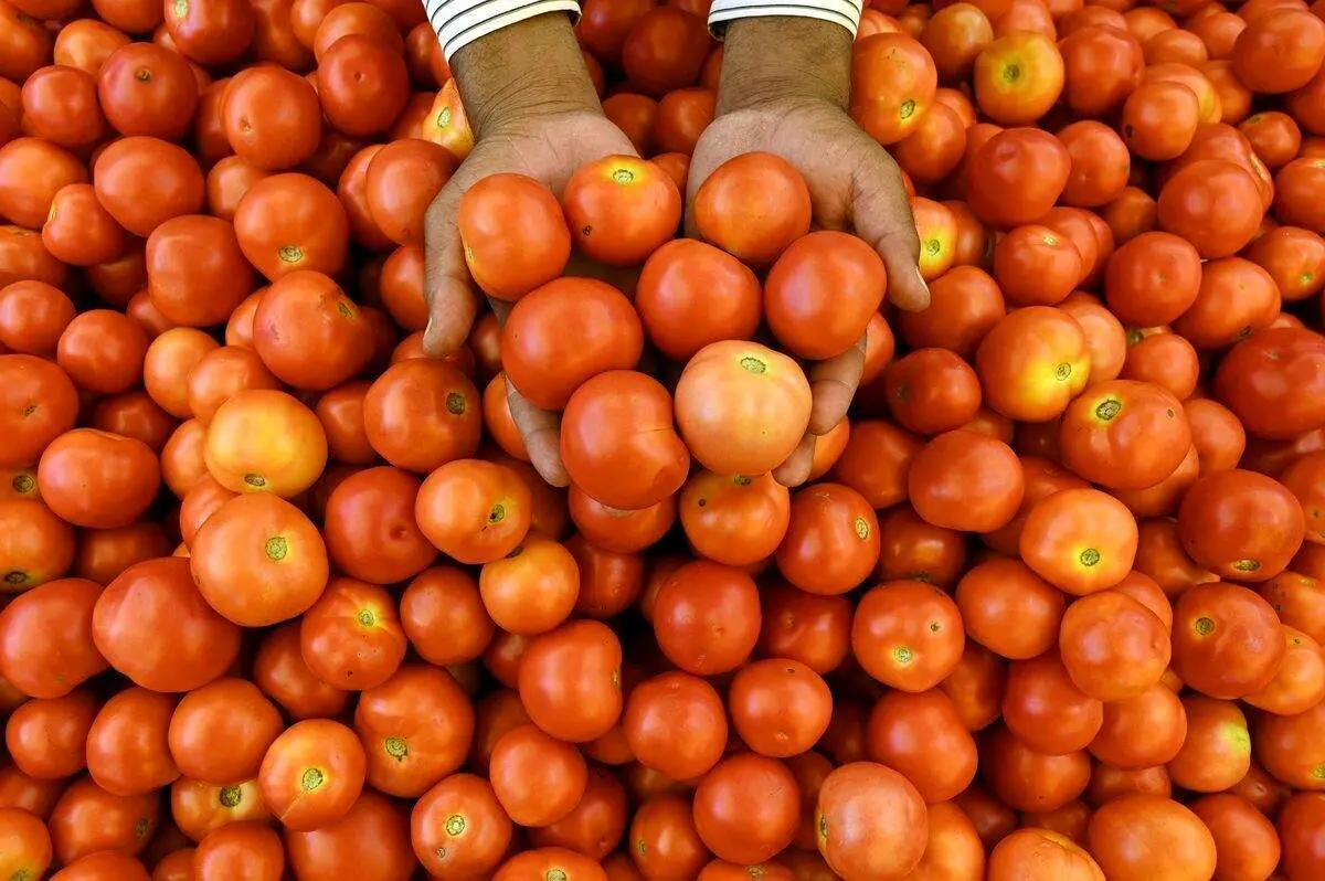 قیمت گوجه گران‌تر از بنزین