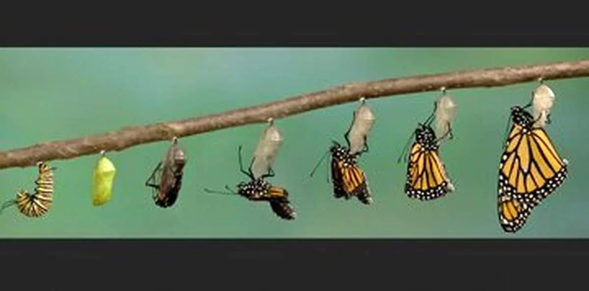 انگلهای ترسناک و نوزادانی که باردار به دنیا میآیند!+ عکس