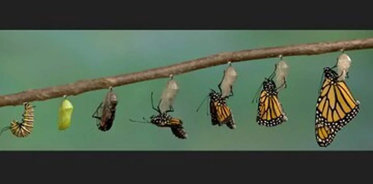 انگل‌های ترسناک و نوزادانی که باردار به دنیا می‌آیند!+ عکس