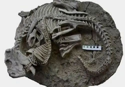 کشف گونه جدیدی از دایناسور شاخدار متعلق به ۷۸ میلیون سال قبل + عکس