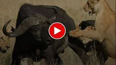 ویدئوی دیده نشده از مبارزه نفس‌گیر یک گاومیش با ۱۵ شیر و ۳ اسب آبی!