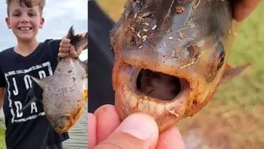 شکار یک ماهی عجیب با دندان‌های شبیه انسان+ عکس
