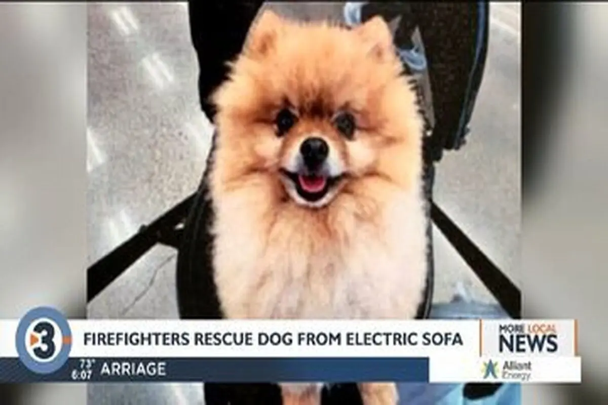 نجات سگ پشمالو از دل یک کاناپه برقی+ عکس