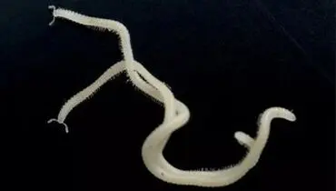 یک گونه ناشناخته جانور با ۴۸۶ پا کشف شد+ عکس