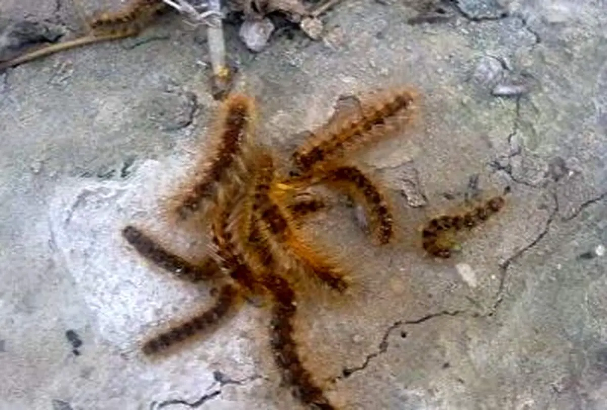 تصاویر عجیب از هجوم میلیونی شب‌پره به یک شهر + فیلم