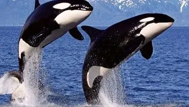 مشاهده نهنگ قاتل در آب های خلیج فارس+ فیلم