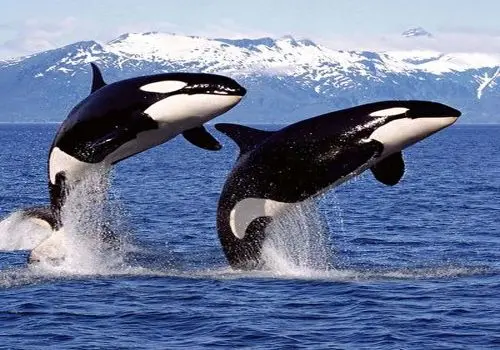 تولد یک نهنگ قاتل در زیستگاه طبیعی برای نخستین‌بار ثبت شد + عکس