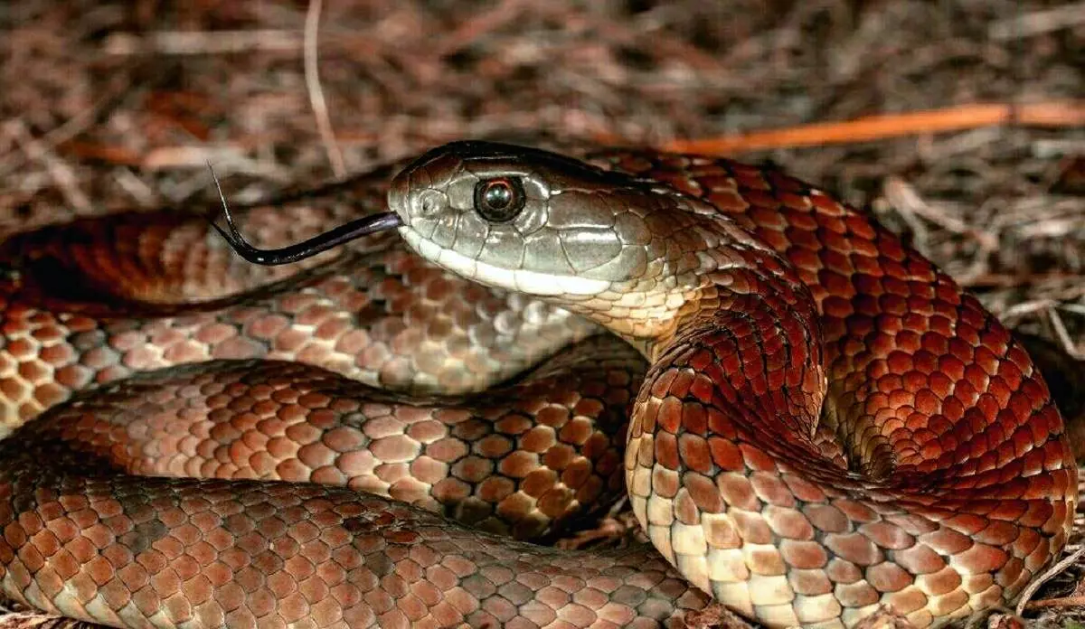 مار ۲ متری قرمزی که در ایران زندگی می کند+ عکس