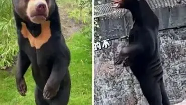 ماجرای بحث برانگیز خرس باغ وحشی چینی؛ واقعی بود یا انسانی در لباس خرس؟+ عکس