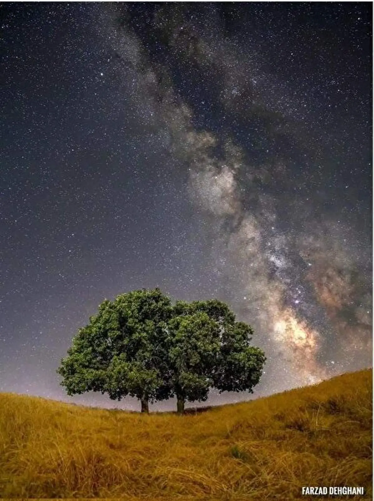 قسمتی از کهکشان راه شیری بر فراز دو درخت بلوط در لرستان+ عکس