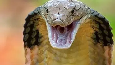 وحشت مادر از بازی بی خیال دخترش با مار سمی+ فیلم
