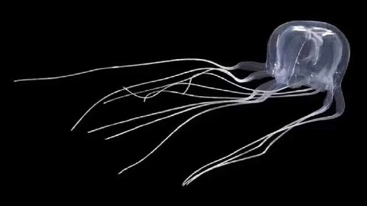 موجود سمی تازه شناخته شده ای که ۲۴ چشم دارد!+ عکس