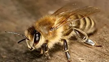 معجزه شگفت انگیز زهر زنبور عسل در از بین بردن سلول های سرطانی+ فیلم