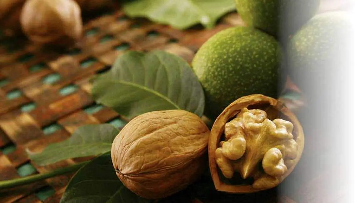 معجزه گردو برای کاهش وزن