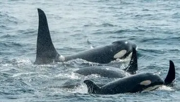 کشف شگفت انگیز درباره نهنگ های قاتل خبرساز شد+ عکس