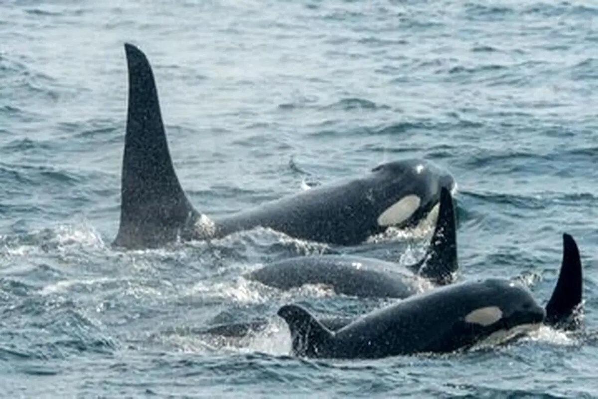 کشف شگفت انگیز درباره نهنگ های قاتل خبرساز شد+ عکس
