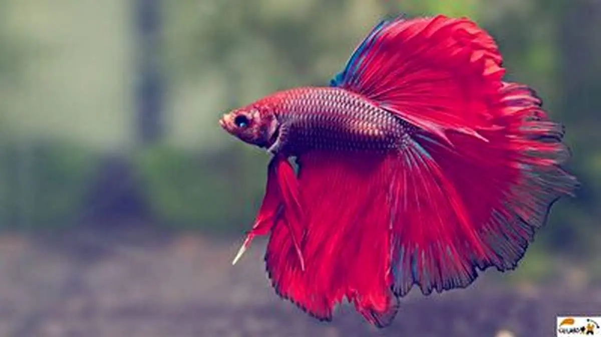 شباهت یک ماهی با صورت انسان بعد از ترسیدن +فیلم