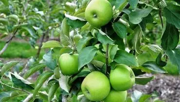 دیابت خود را با این میوه کنترل کنید