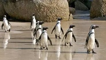 خنگول بازی دسته ای از پنگوئن ها در مواجهه با یک پروانه!+ فیلم