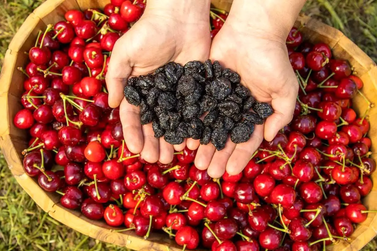 این میوه خشک شده استامینوفن طبیعی است