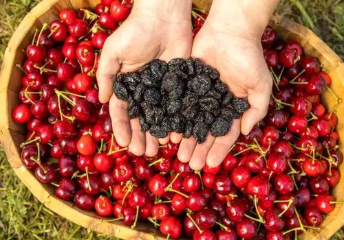 ۴ روش ساده برای تهیه میوه خشک خانگی
