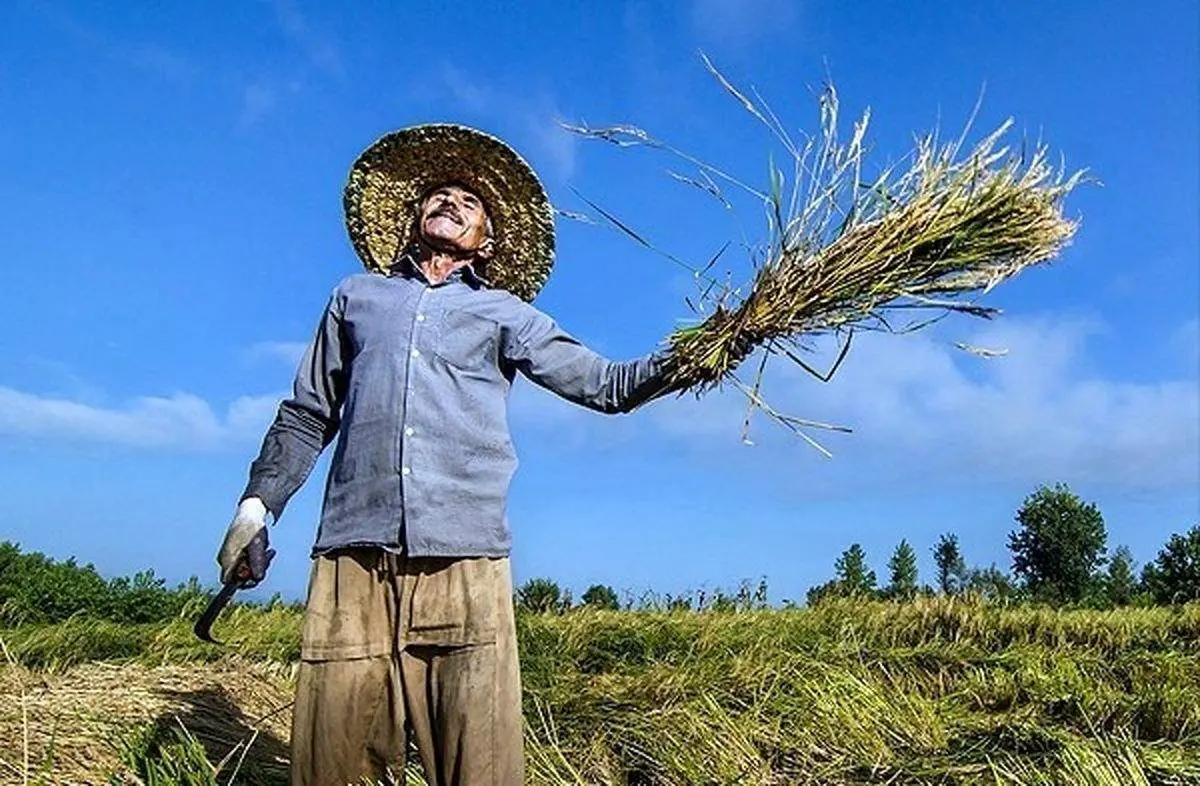مخبر: ظرف یکماه تمام برنج پرمحصول شالیکاران شمالی خریداری شود