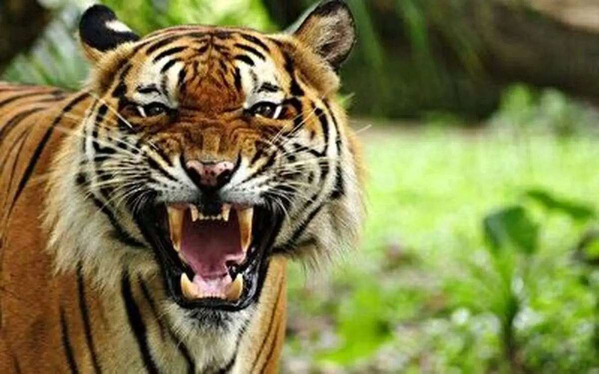 فیلم دیده نشده از آخرین ماده ببر باشکوه مازندران