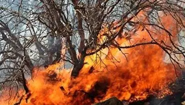 ویدئویی دلخراش از بی تفاوتی عابرین نسبت به مصدومان آتش سوزی در آمریکا