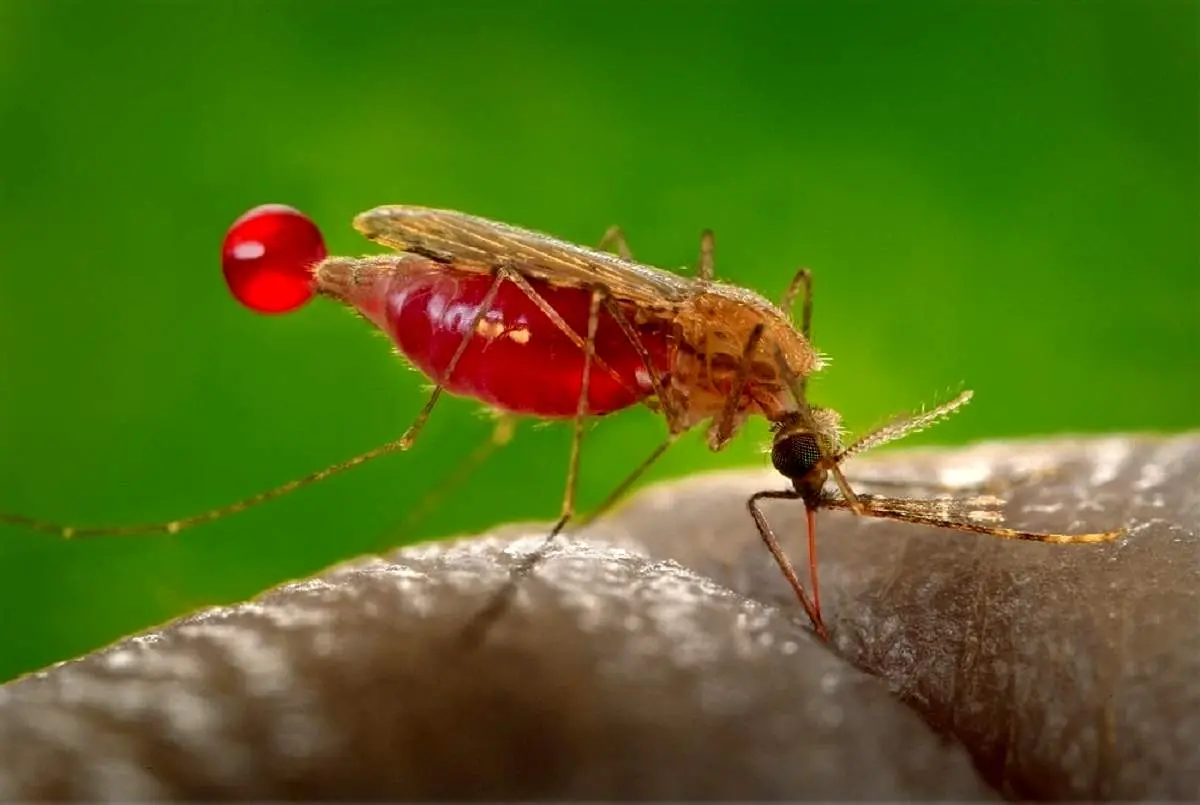 مشاهده یک گونه پشه مرگبار در ایران