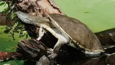قیافه لاک پشت ها، ۱۲۷ میلیون سال پیش!+ عکس