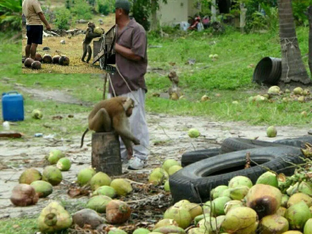 نقش پررنگ میمون ها در صنعت نارگیل تایلند+ عکس