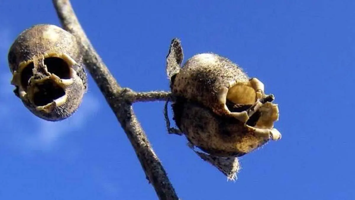 گیاهی عجیب شبیه به موی سر انسان!+ عکس