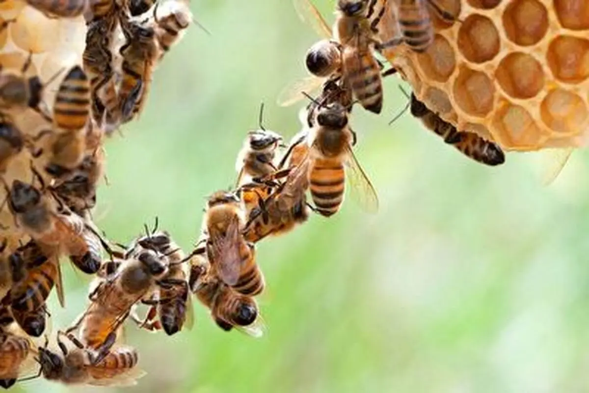 کار تیمی حیرت انگیز زنبورها حین ساختن کندو+ فیلم