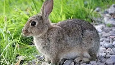 نجات معجزه آسای خرگوش زرنگ از چنگال عقاب+ فیلم