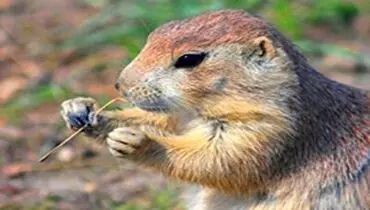 صحنه جالب خوردن محصولات مزرعه جلوی دوربین کشاورز+ فیلم
